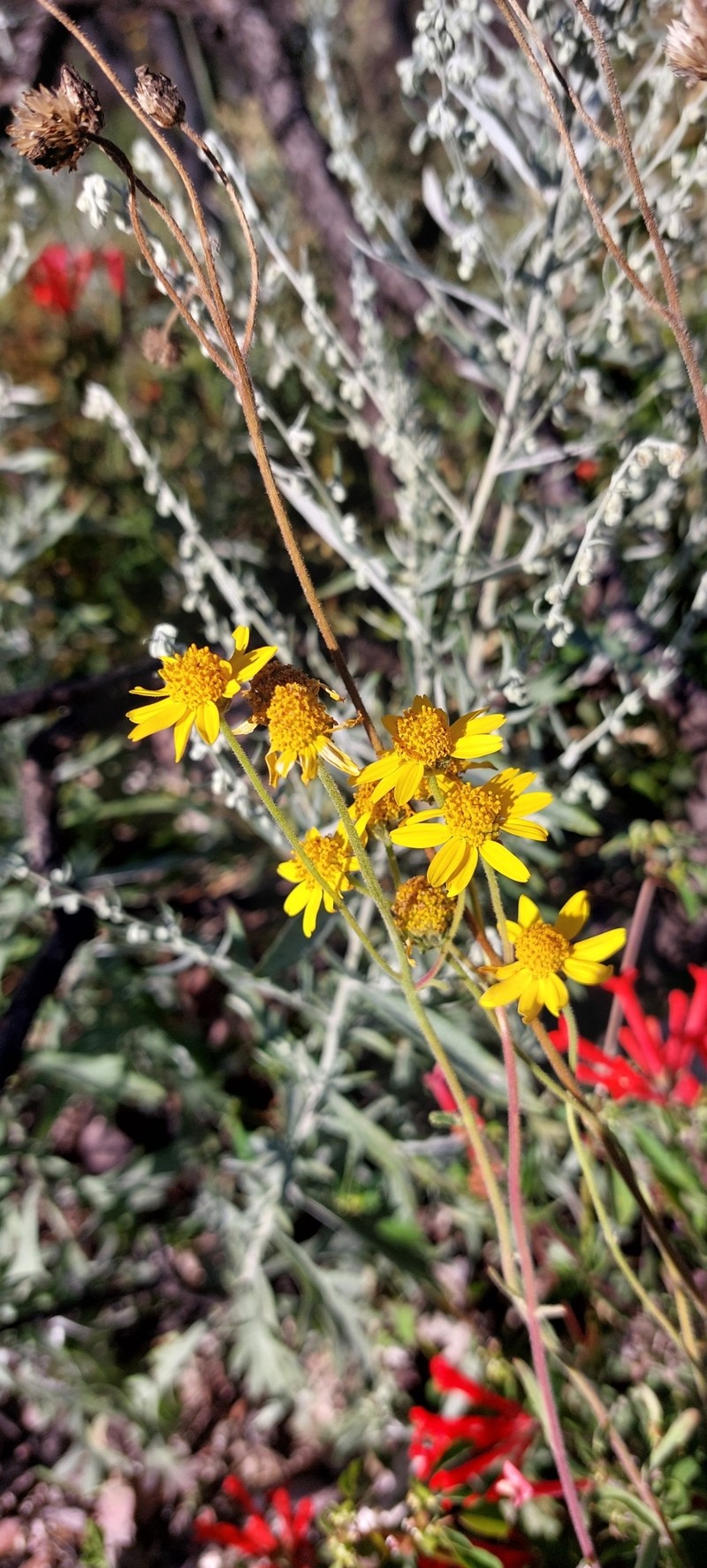 Verbesina hypomalaca var. saltillensis photo 2