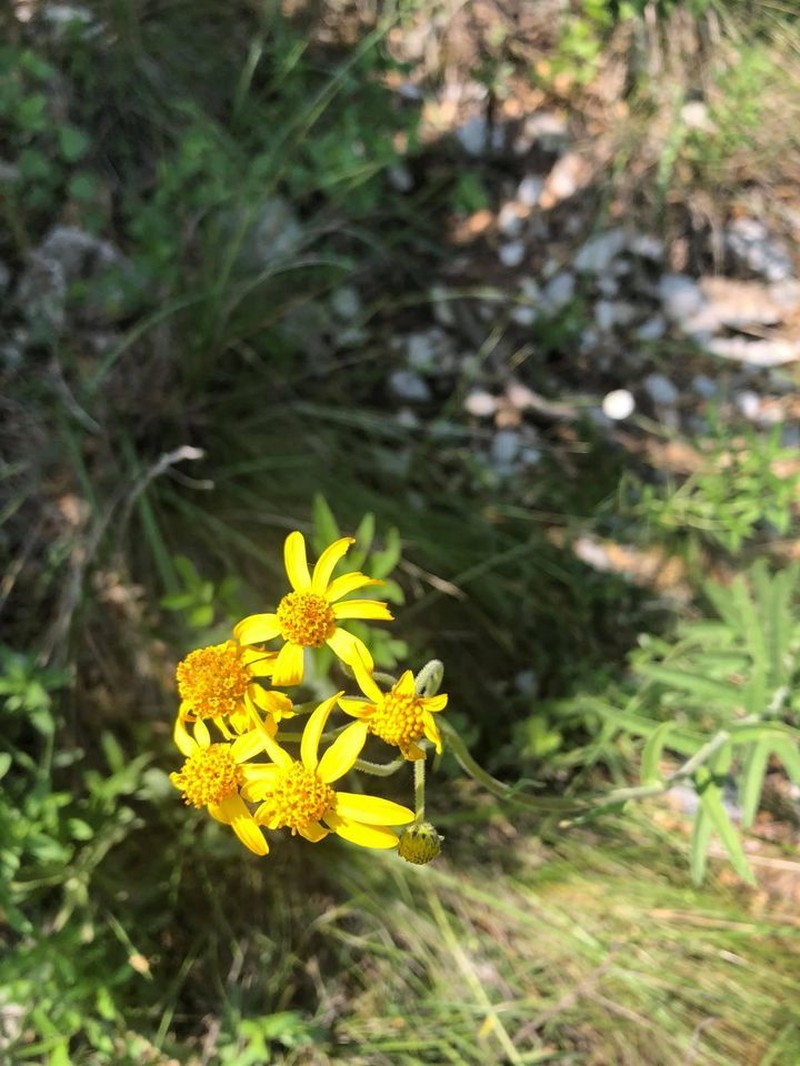 Verbesina hypomalaca var. saltillensis photo 3