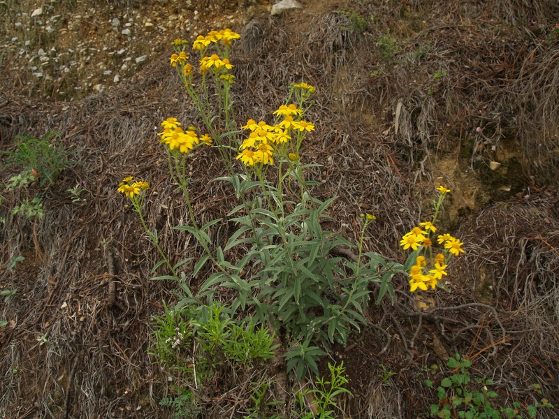 Verbesina hypomalaca var. saltillensis photo 4