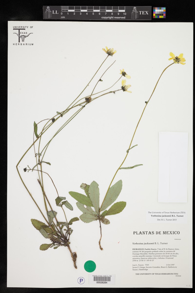 Verbesina jacksonii