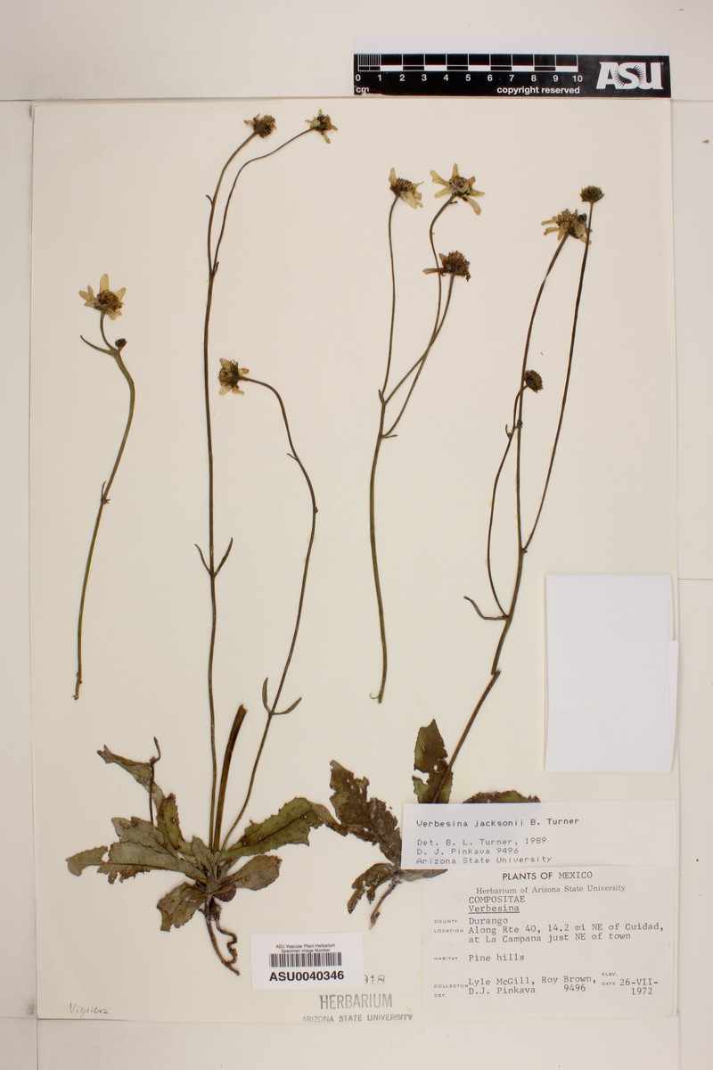 Verbesina jacksonii photo 2