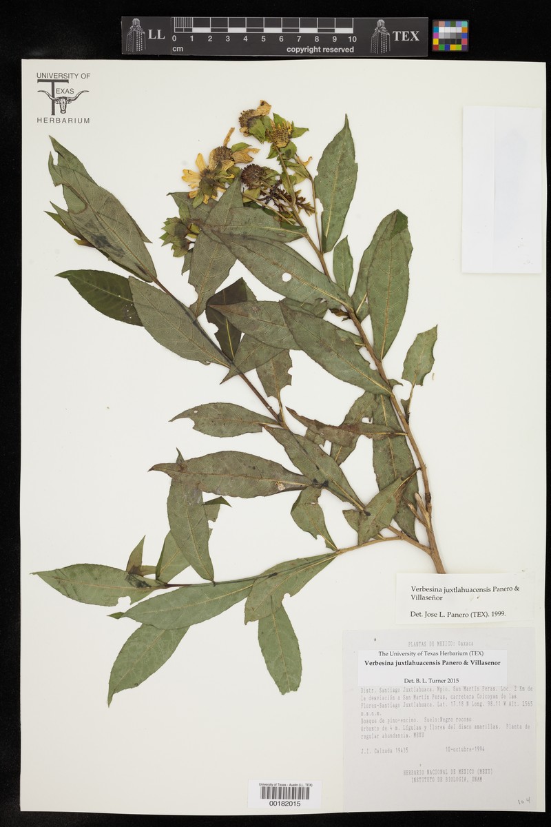 Verbesina juxtlahuacensis