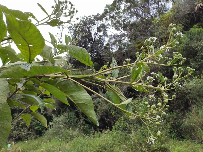 Verbesina killipii