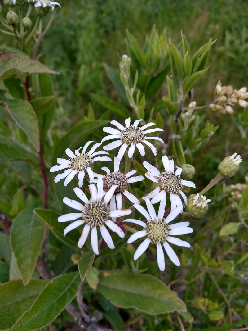 Verbesina killipii photo 3