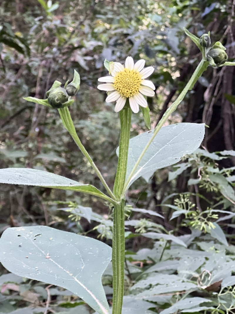 Verbesina klattii