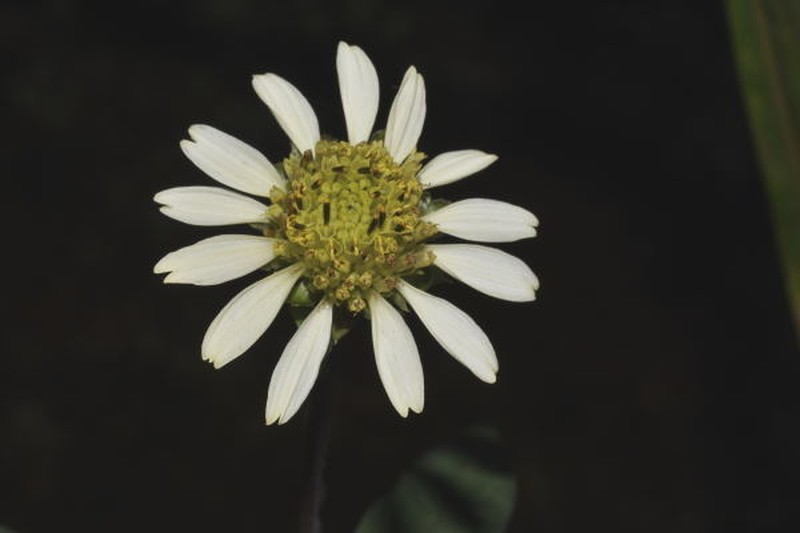 Verbesina klattii photo 7
