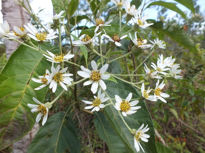 Verbesina lanata