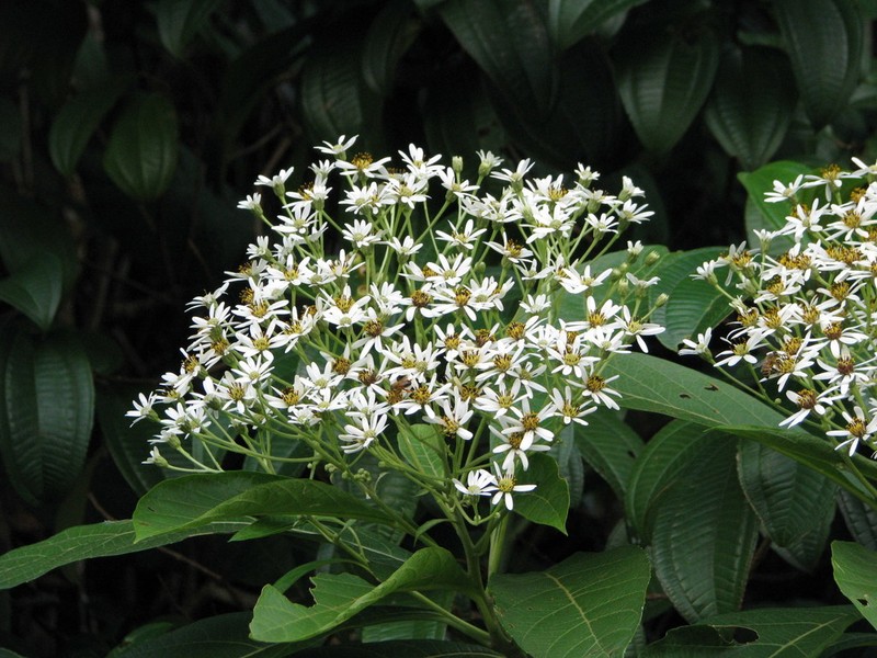 Verbesina lanata photo 2