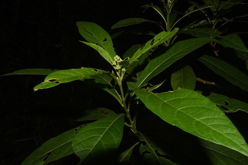 Verbesina lanata photo 6