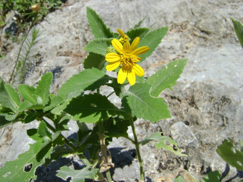 Verbesina lanulosa