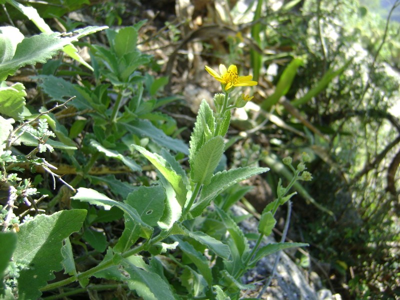 Verbesina lanulosa photo 2