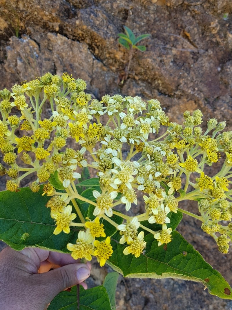Verbesina latisquama photo 4