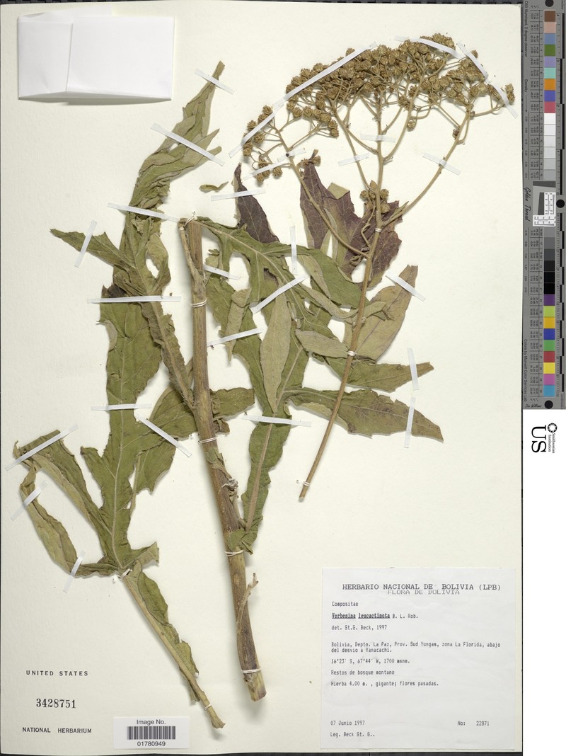 Verbesina leucactinota photo 2