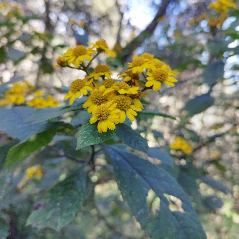 Verbesina liebmannii photo 3