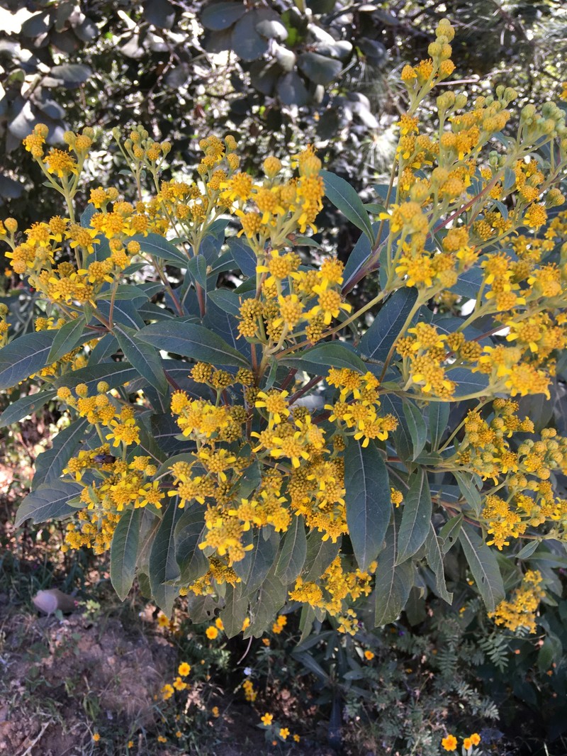 Verbesina liebmannii photo 5