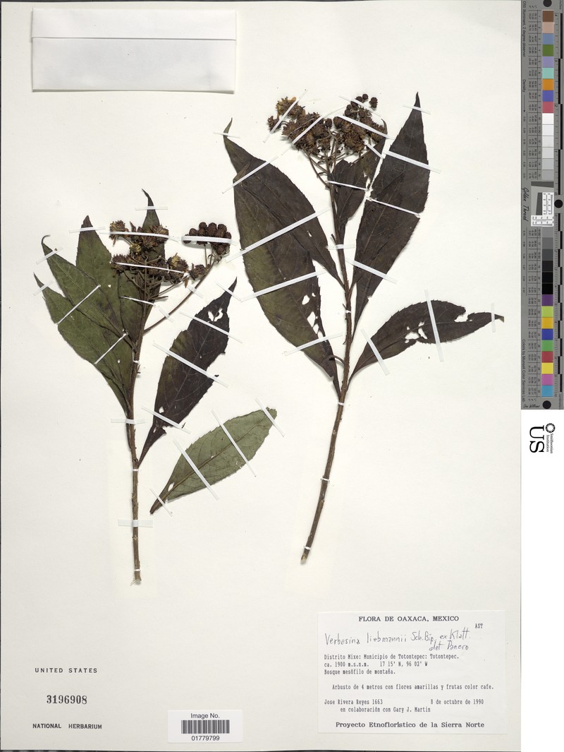 Verbesina liebmannii photo 7