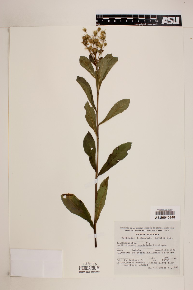 Verbesina liebmannii photo 8