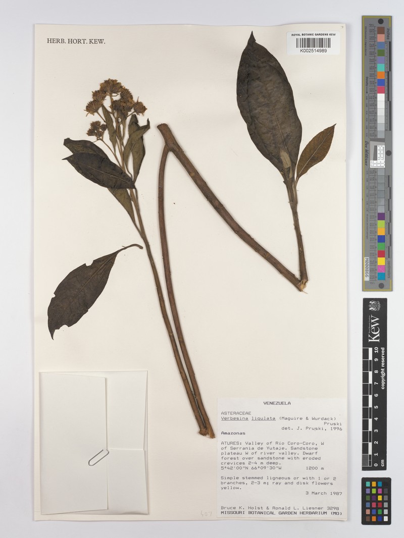 Verbesina ligulata