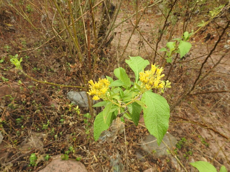 Verbesina lilloi photo 4