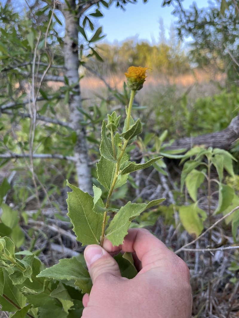 Lindheimer's Crownbeard