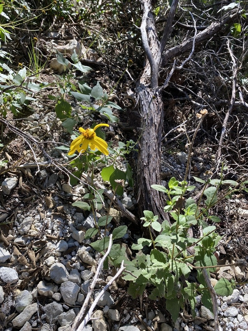 Lindheimer's Crownbeard photo 4