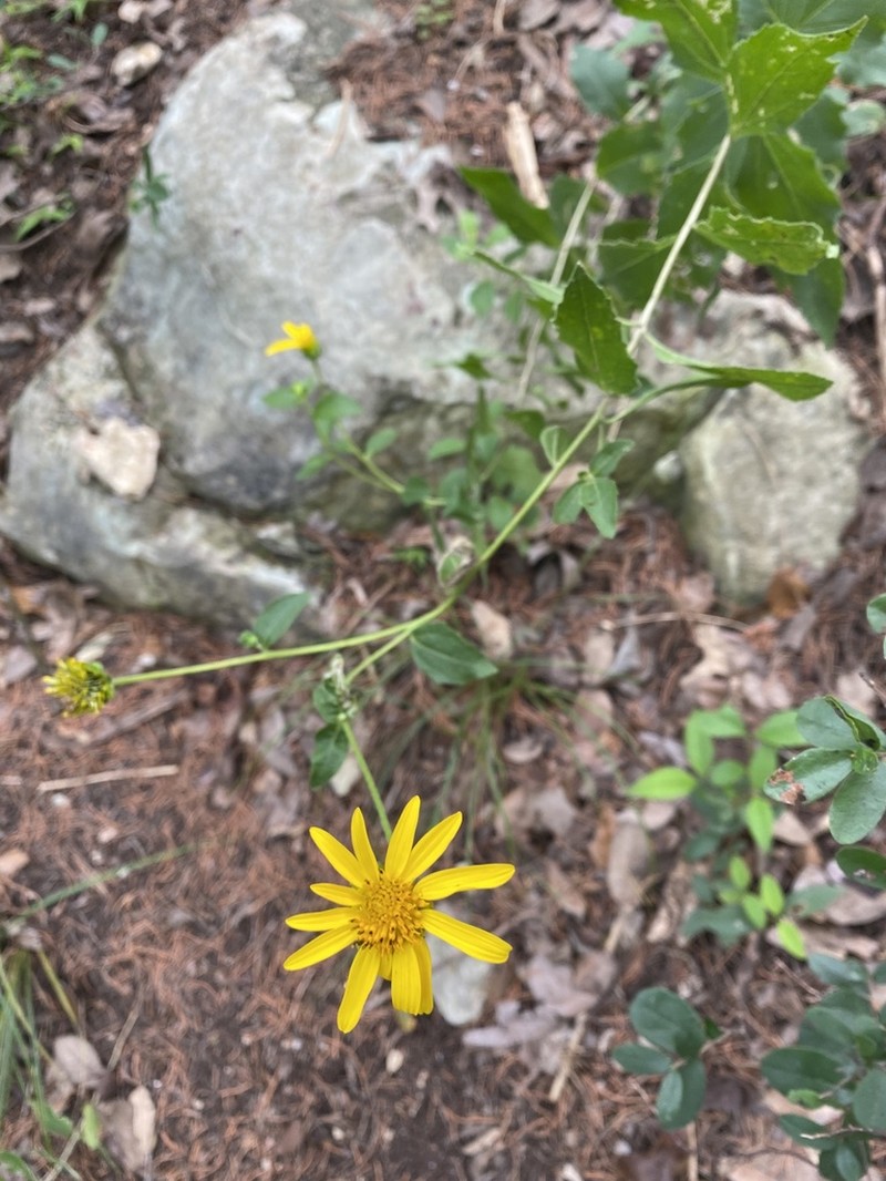 Lindheimer's Crownbeard photo 7