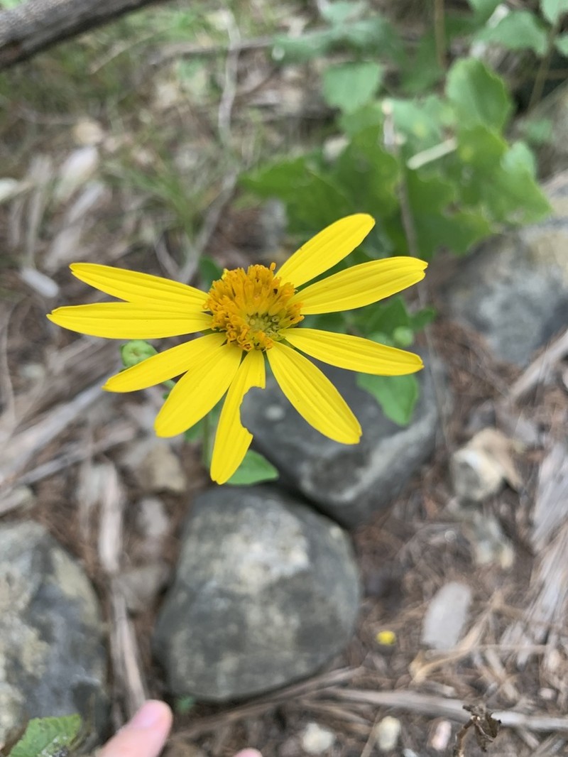 Lindheimer's Crownbeard photo 8