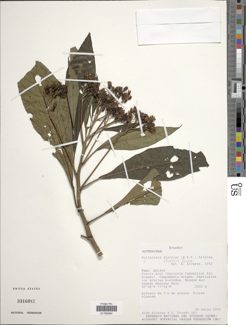 Verbesina lloensis