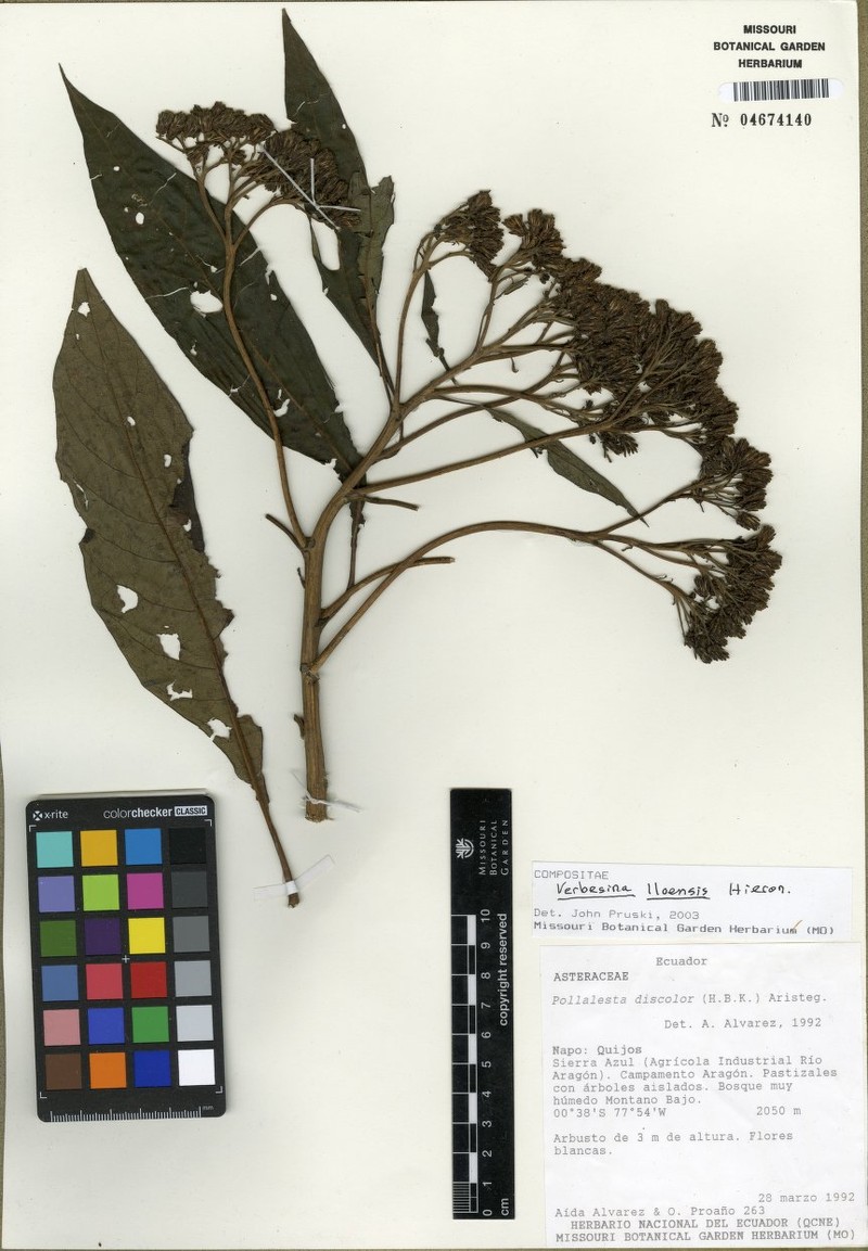 Verbesina lloensis photo 2