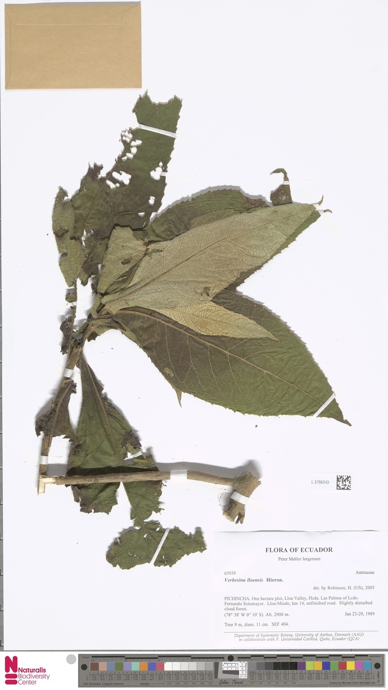 Verbesina lloensis photo 3