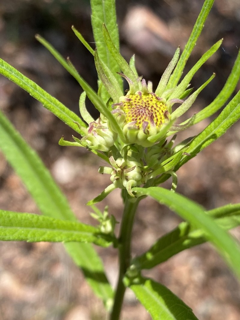 Longleaf Crownbeard