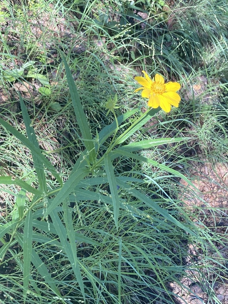 Longleaf Crownbeard photo 2