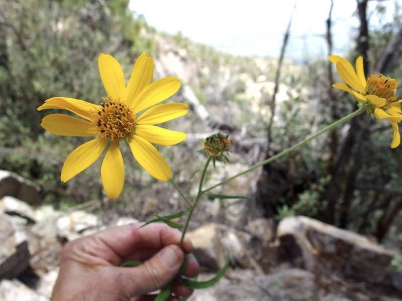 Longleaf Crownbeard photo 3