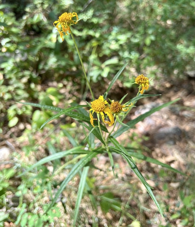 Longleaf Crownbeard photo 5