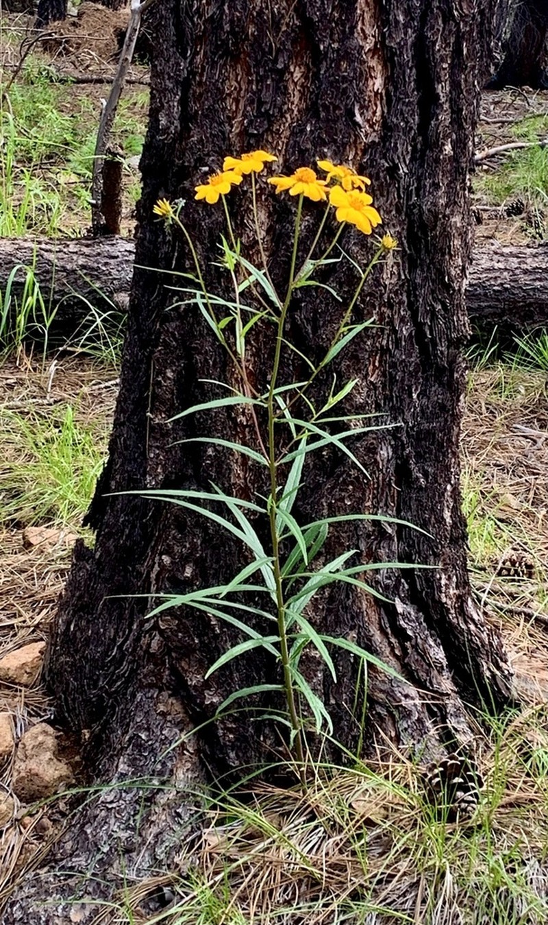 Longleaf Crownbeard photo 6