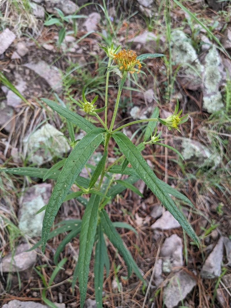 Longleaf Crownbeard photo 7
