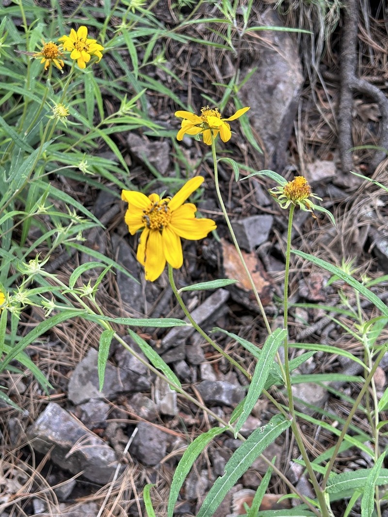 Longleaf Crownbeard photo 8