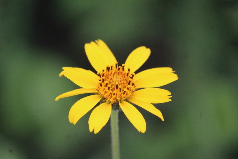 Verbesina longipes