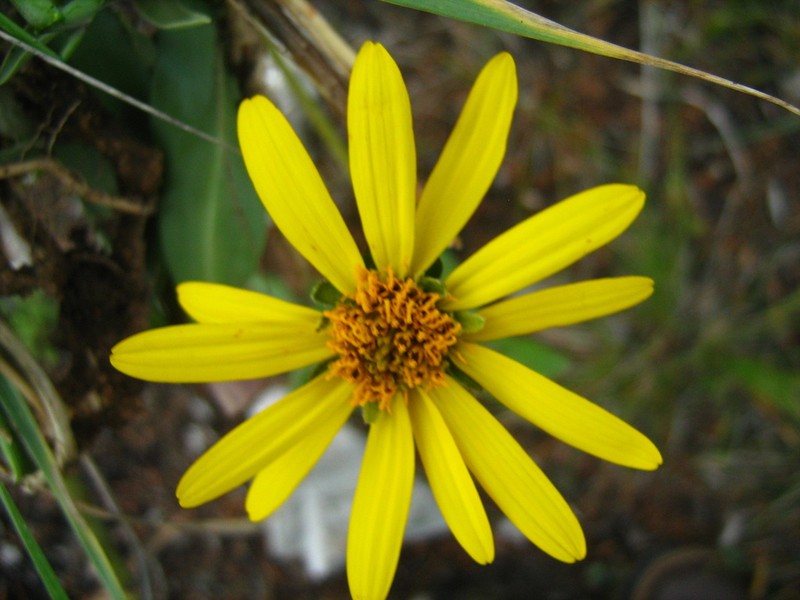 Verbesina longipes photo 5