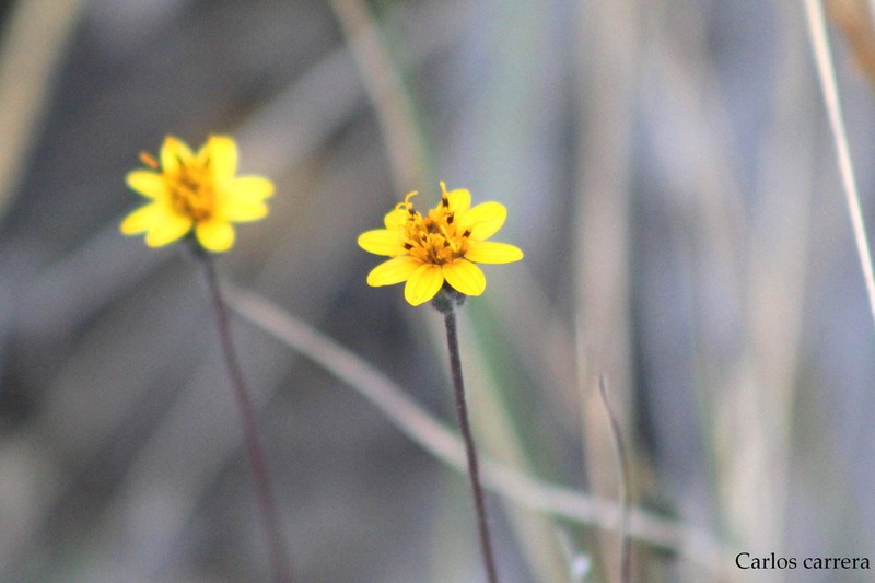 Verbesina longipes photo 6