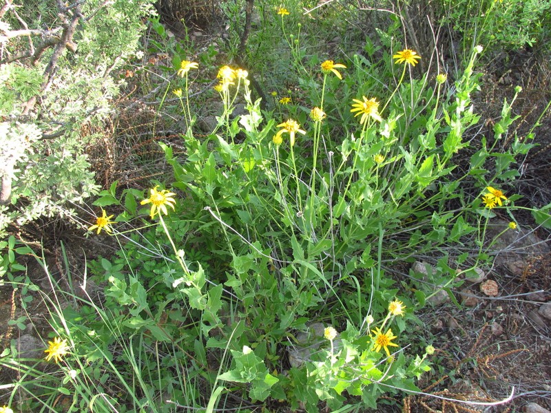 Verbesina longipes photo 7