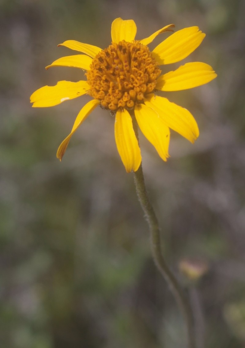 Verbesina longipes photo 8