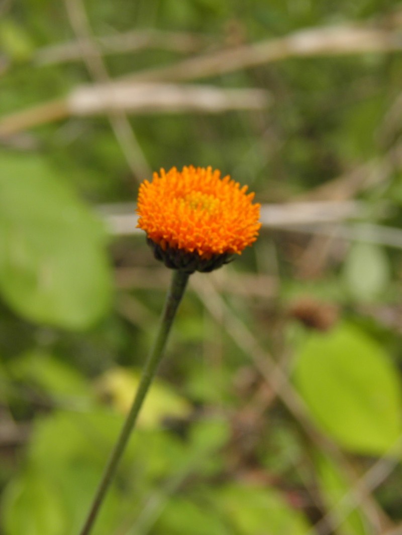 Verbesina lottiana