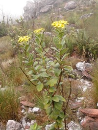 Verbesina luetzelburgii
