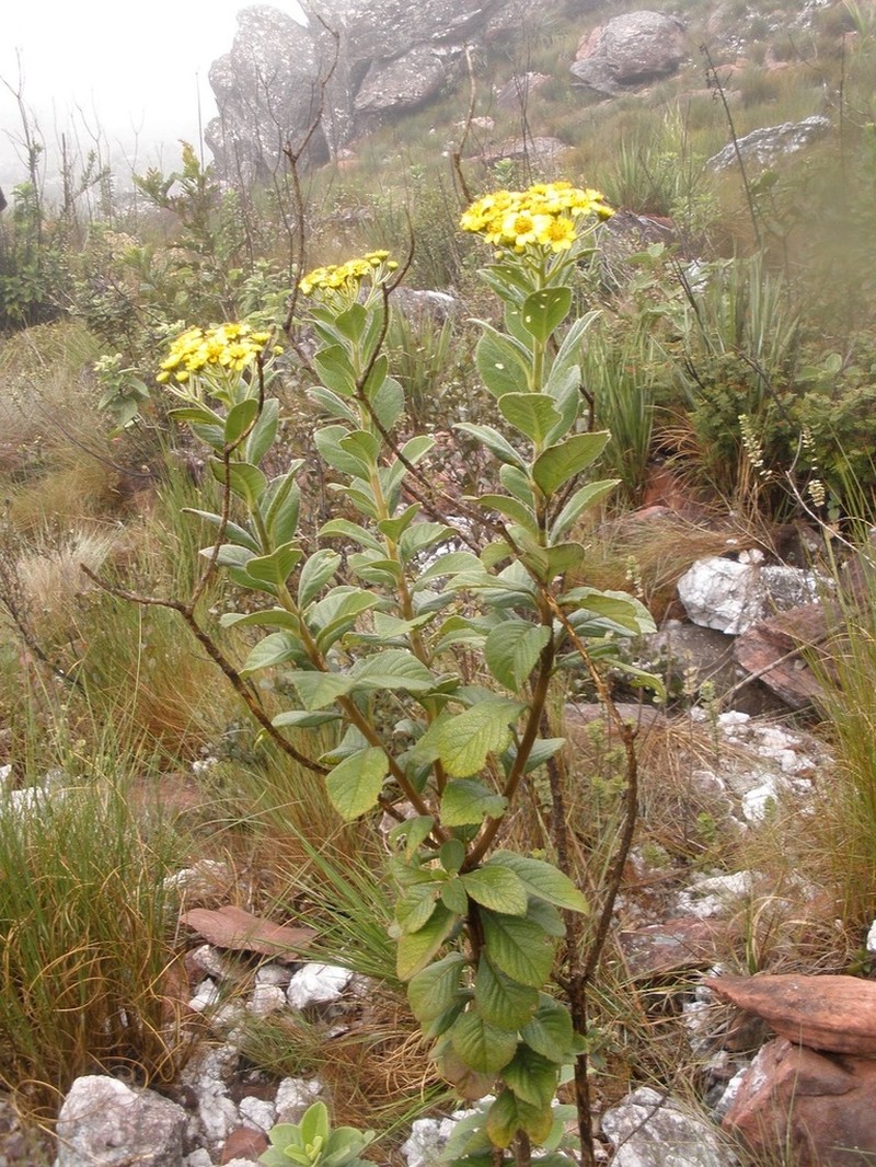 Verbesina luetzelburgii