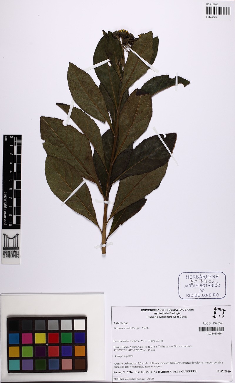 Verbesina luetzelburgii photo 2