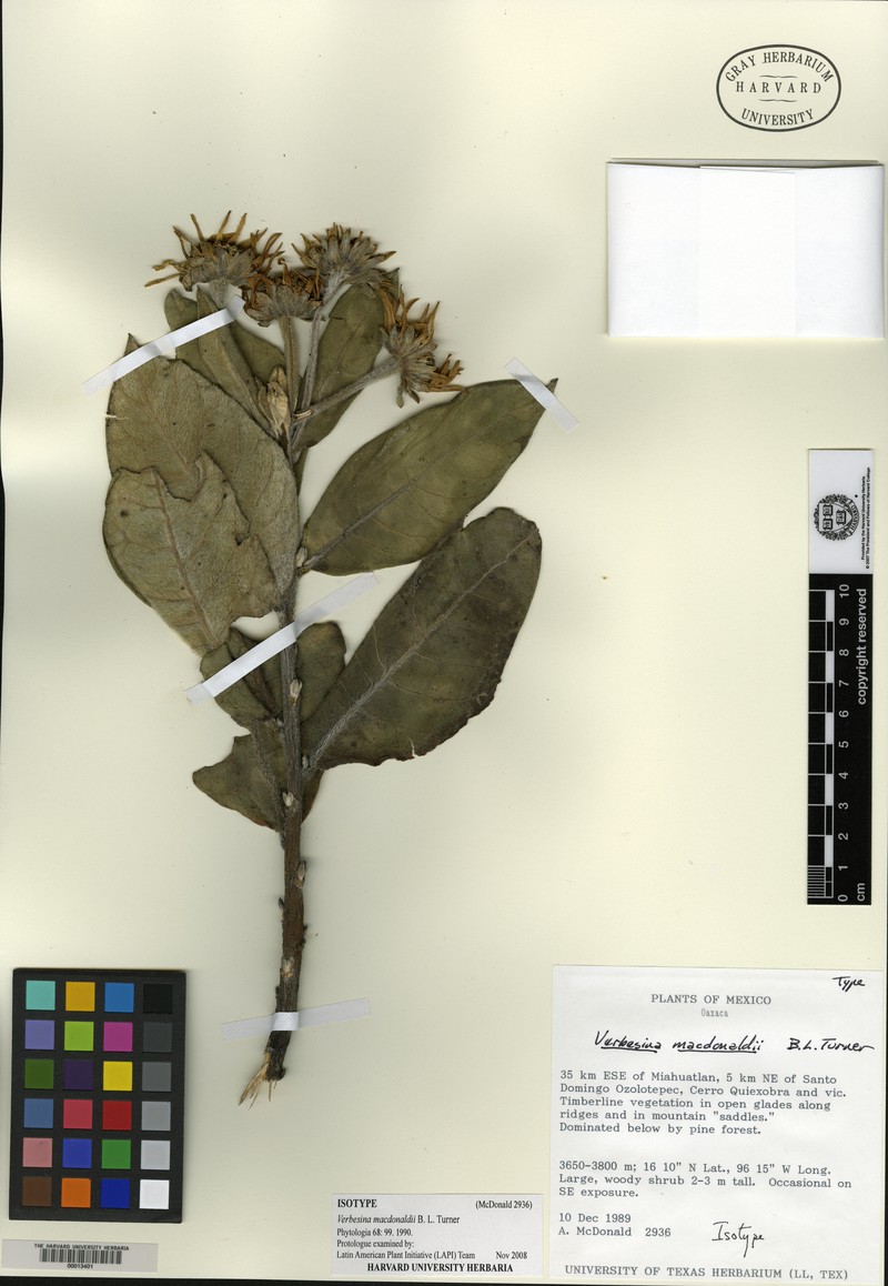 Verbesina macdonaldii