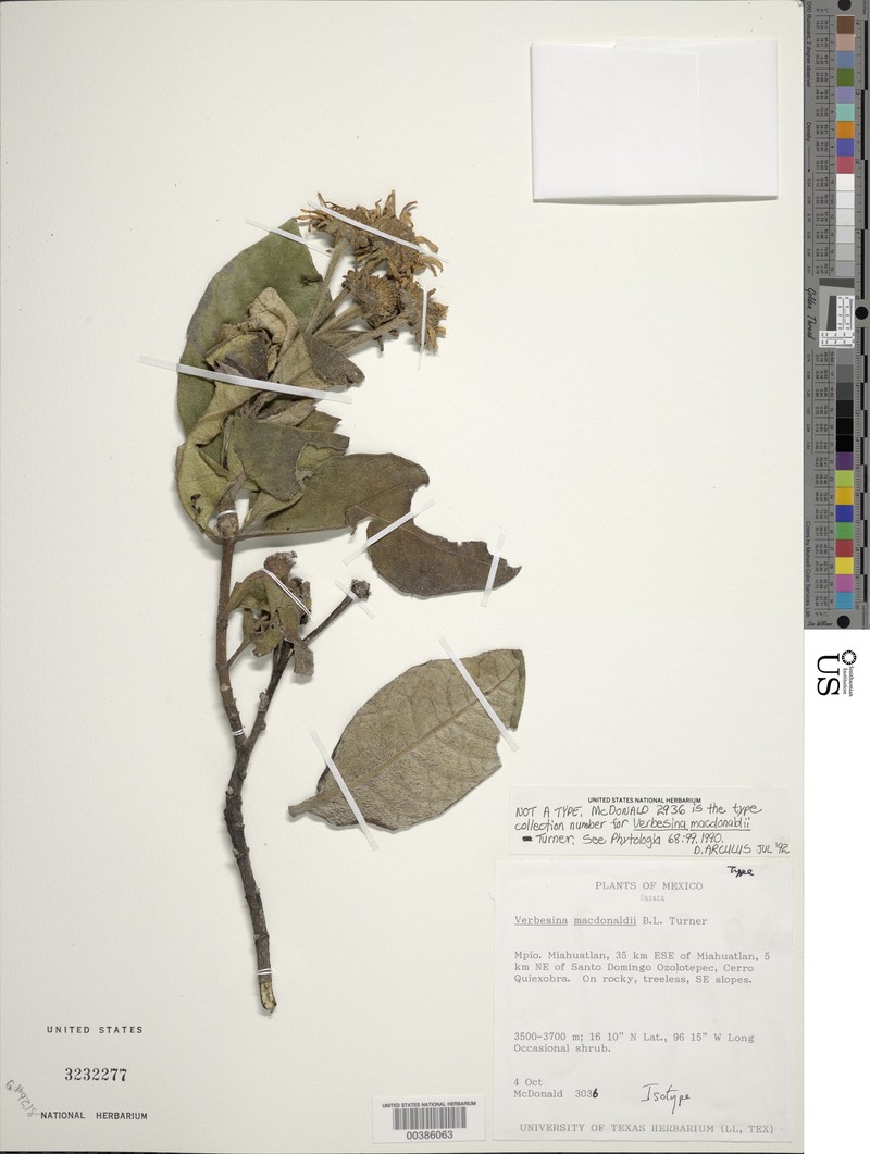 Verbesina macdonaldii photo 2