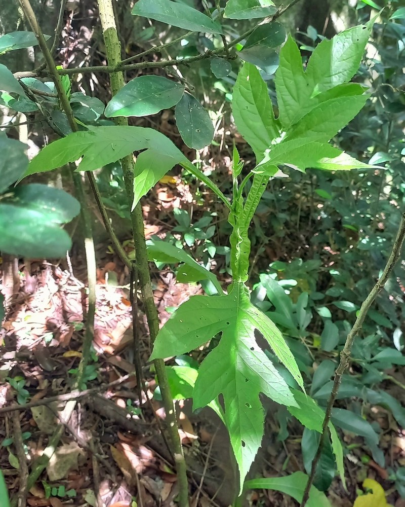 Verbesina macrophylla