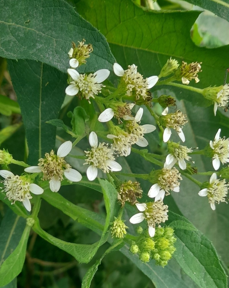 Verbesina macrophylla photo 2